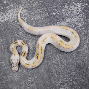 Leopard Fire Pastel Enchi Freeway