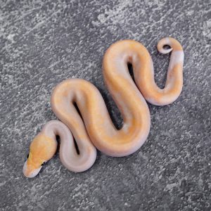 Banana GHI Calico Champagne Poss YB
