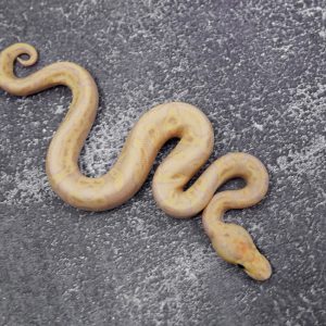 Banana Champagne Enchi YB Poss Calico