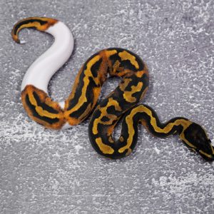 Chocolate Pied
