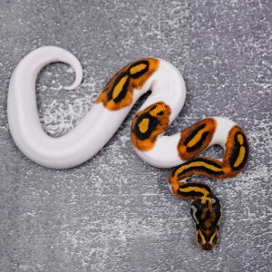 Special  Chocolate Poss Pied