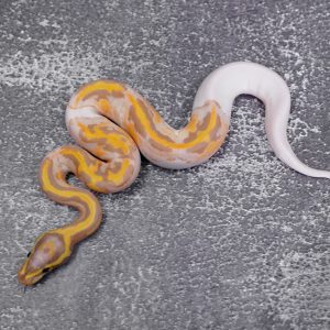 Banana Chocolate Pied