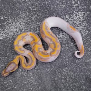 Banana Chocolate Pied