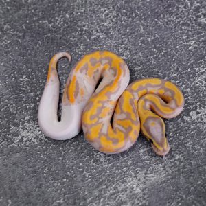 Banana Chocolate Pied
