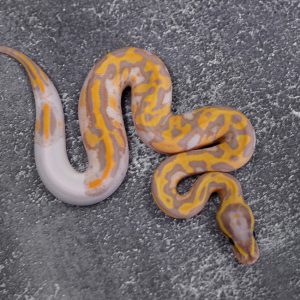 Banana Chocolate Pied