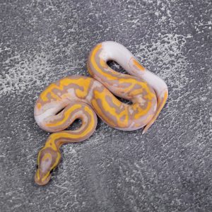 Banana Chocolate Pied