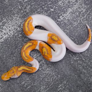 Banana Special Chocolate Pied