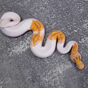 Banana Special Chocolate Pied