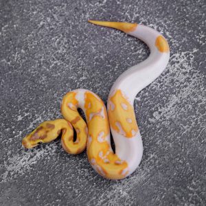 Super Enchi OD Banana Pied 100% Het Clown Poss YB (HI)