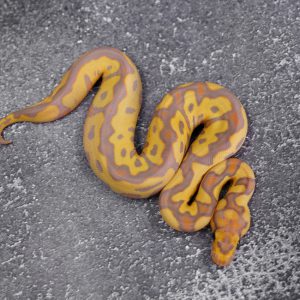 Banana YB Clown 66% Het Pied Poss OD (HI)