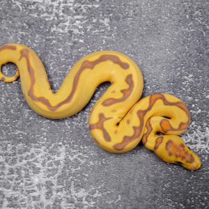 Banana Super Enchi OD  YB Clown 66% Het Pied (HI)