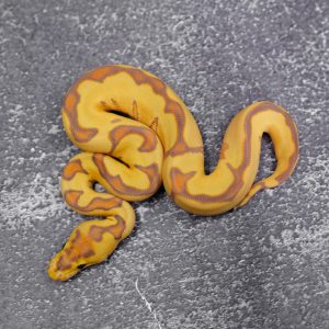 Banana Enchi OD  YB Clown 66% Het Pied (HI)
