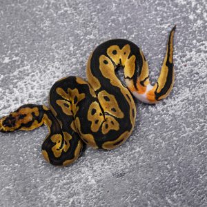 OD Clown 66% Het Pied (HI)