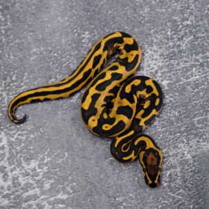 Leopard Enchi  Asphalt / YB