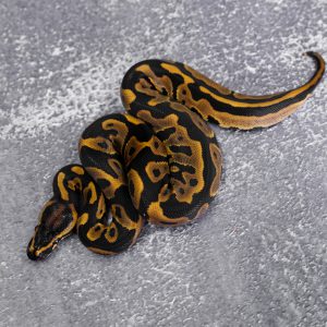 Leopard Asphalt / YB