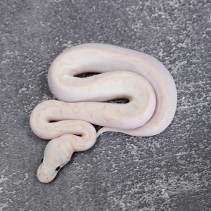 Bamboo Spider Pastel Asphalt / YB Poss Enchi