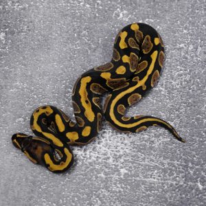Chocolate / Huffman 100% Het Hypo