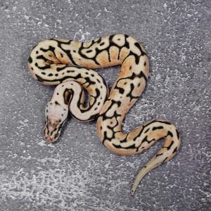 Chocolate / Huffman Pastel Spider 100% Het Hypo