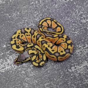 Pastel Hypo Poss Huffman / Chocolate
