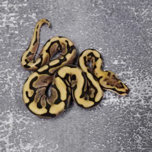 Huffman Chocolate Spider 100% Het Hypo Poss Enchi