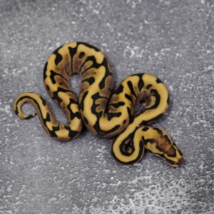 Enchi Huffman  Chocolate 100% Het Hypo