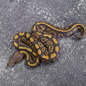Chocolate Hypo Poss Huffman