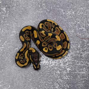 Scaleless Head