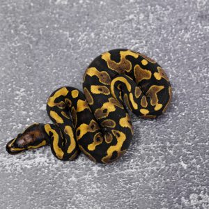 YB Scaleless Head