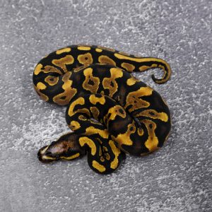 YB Scaleless Head Poss Wookie