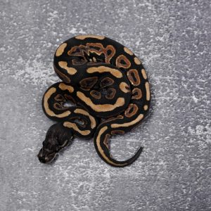 Cinnamon Scaleless Head Poss YB