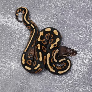 Wookie Cinnamon YB Scaleless Head