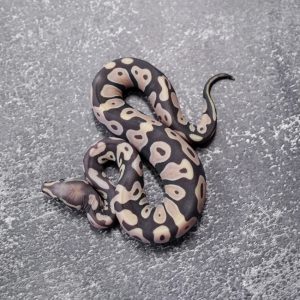 YB Scaleless