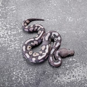 Wookie Scaleless
