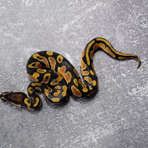 OD 100% DH Ultramel Pied (HI)