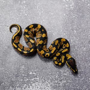 Normal 100% DH Ultramel Pied (HI)