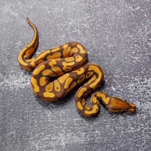 Ultramel 100% Het Pied Poss OD/ Fire