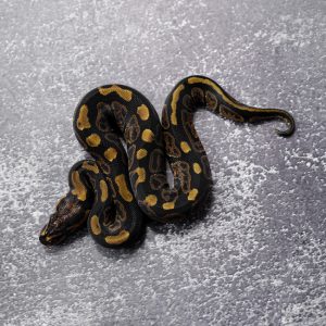 Sable Shatter 100% Het Tri Stripe