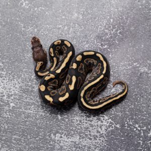 Cinnamon YB 100% Het Tri Stripe Poss Shatter Sable