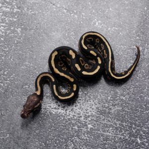 Cinnamon Sable YB 100% Het Tri Stripe Poss Shatter