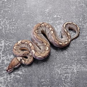 Bamboo Cinnamon Sable 100% Het Tri Stripe Poss YB