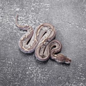 Bamboo Cinnamon Shatter 100% Het Tri Stripe Poss YB