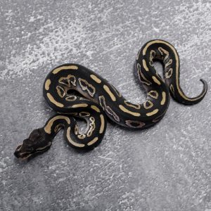 Black Pastel Mojave 100% Het Clown