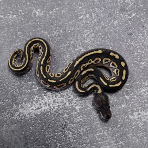 Sable Black Pastel Mojave 100% Het Clown