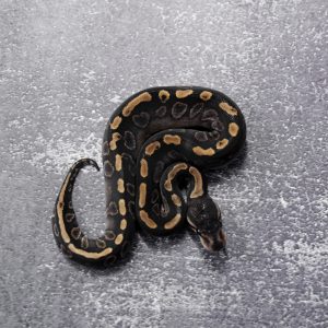 GHI Black Pastel 100% Het Clown Poss Sable
