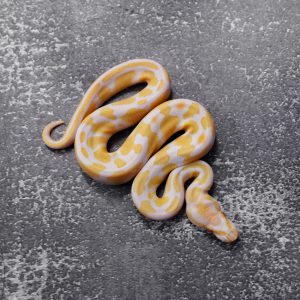 Candy 100% Het Pied