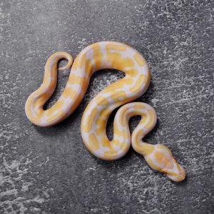 Candy 100% Het Pied