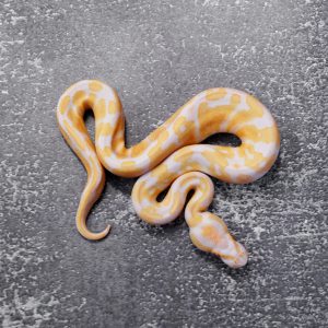 Candy 100% Het Pied