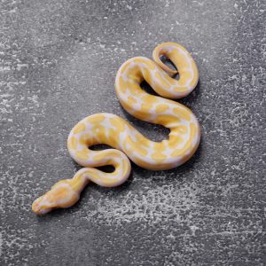 Candy 100% Het Pied