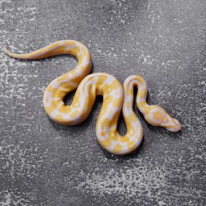 Candy 100% Het Pied