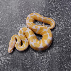 Candy 100% Het Pied